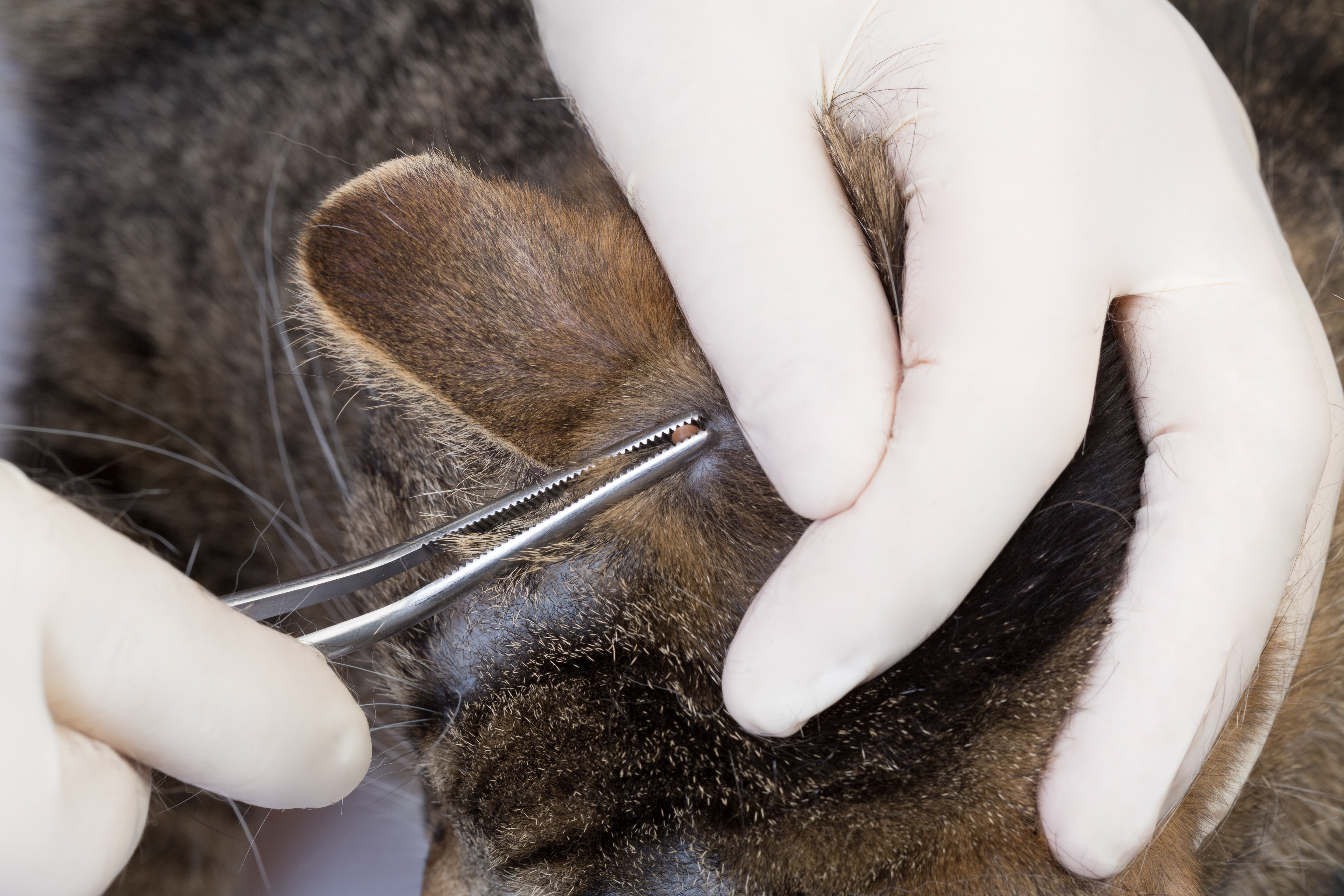 doctor removing a tick at the head of a cat with a tweezers