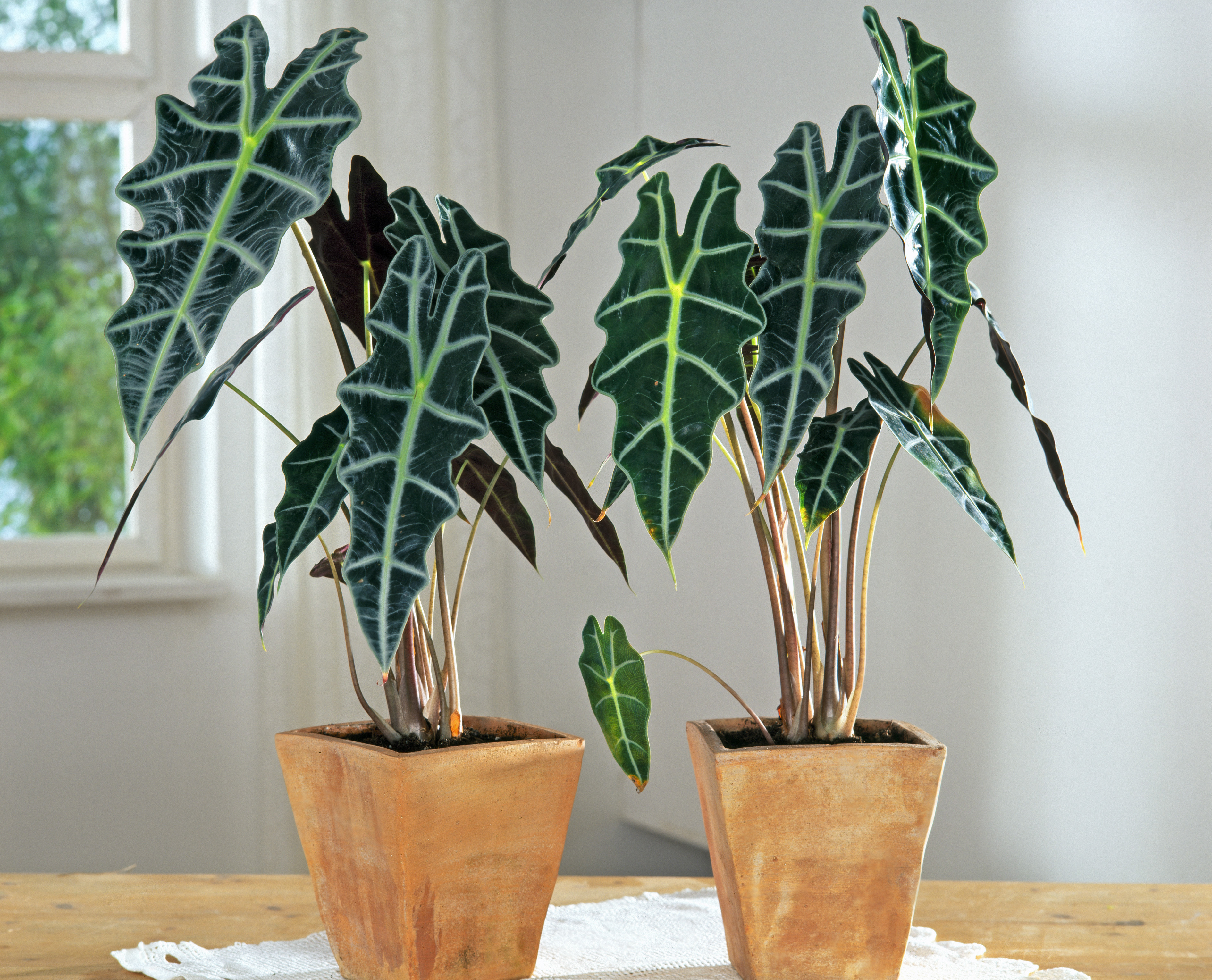 ALOCASIA SANDERIANA