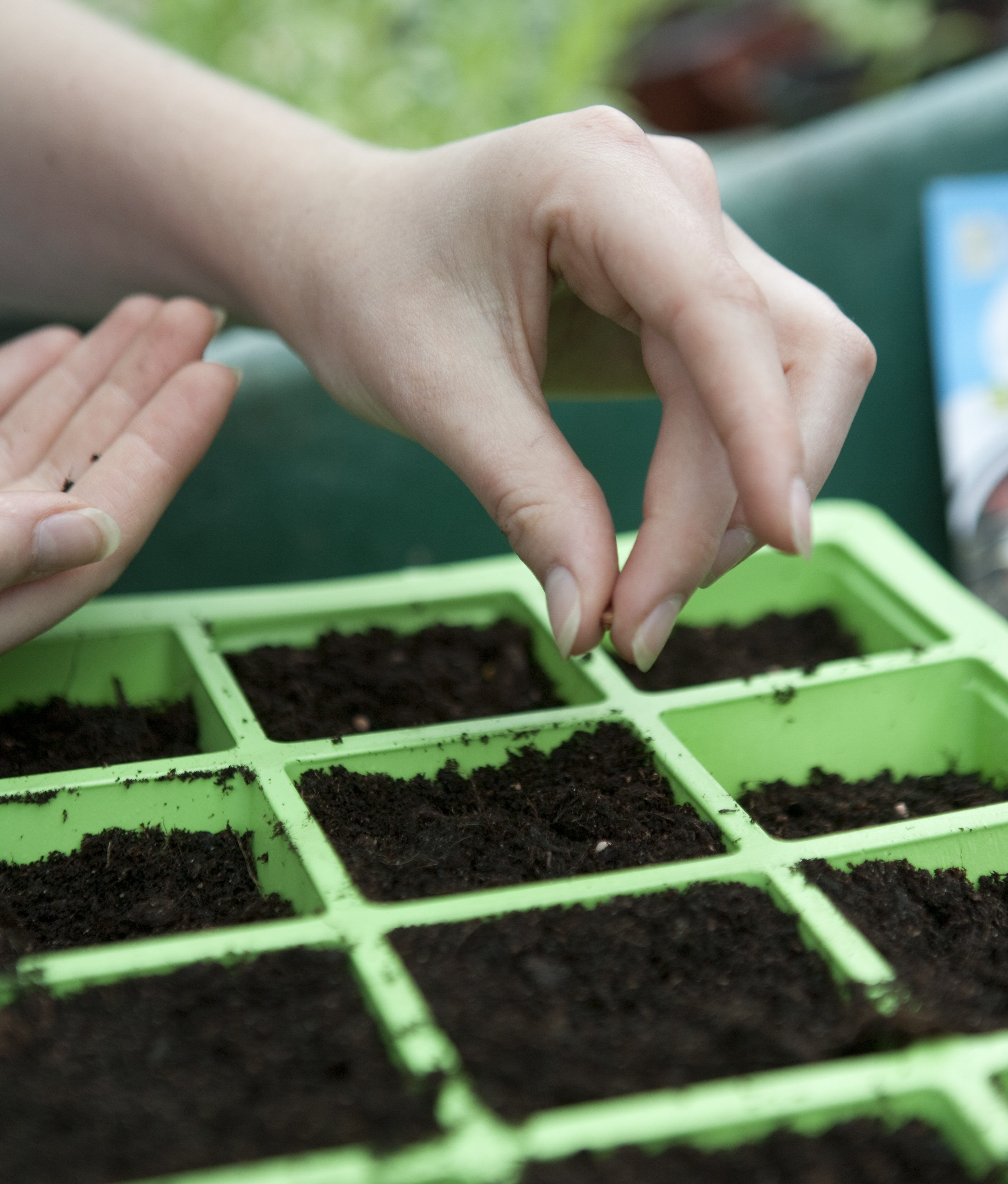 Sowing radish 'French Breakfast' seeds